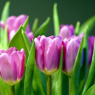flower, tulips, spring-7790105.jpg
